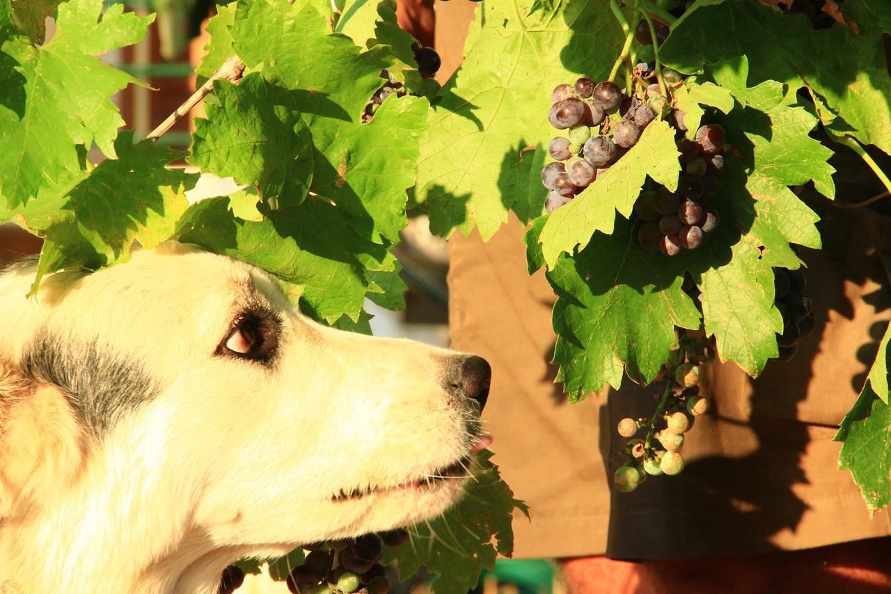 Willa Relax in 'Crazy Farm' Asprokhorion Zewnętrze zdjęcie